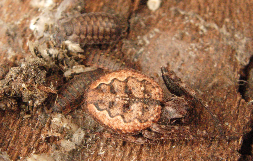 Pistius truncatus, Acaro(?), Nuctenea sp.